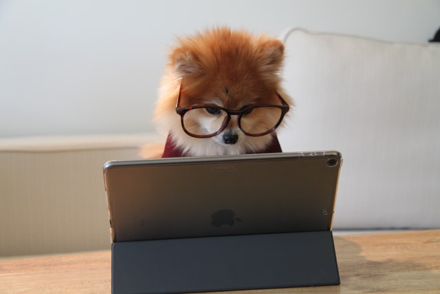 ブログを書く犬